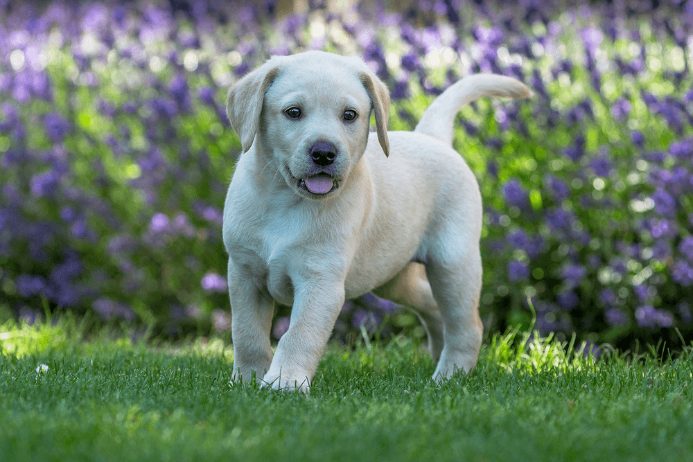 5 Things to Consider Before Buying a Labrador Puppy - The Labrador Dog
