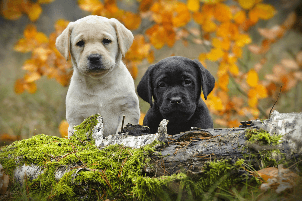 Yellow and Black Labrador Puppies